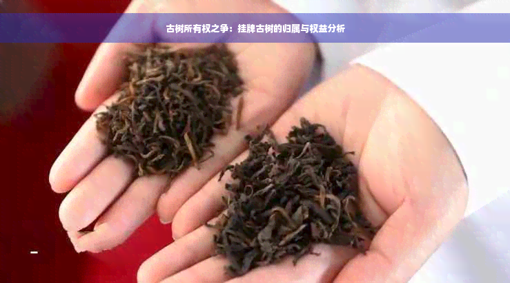 古树所有权之争：挂牌古树的归属与权益分析