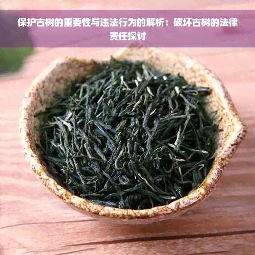 保护古树的重要性与违法行为的解析：破坏古树的法律责任探讨