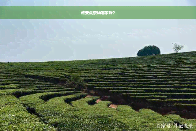 雅安藏茶场哪家好？