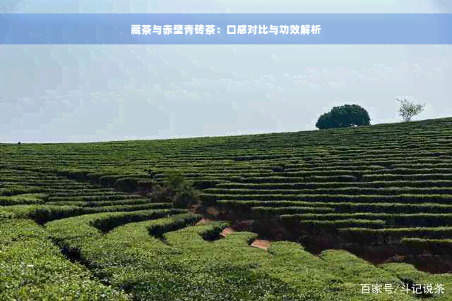 藏茶与赤壁青砖茶：口感对比与功效解析