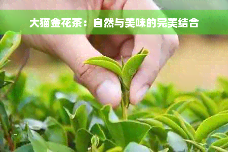 大猫金花茶：自然与美味的完美结合