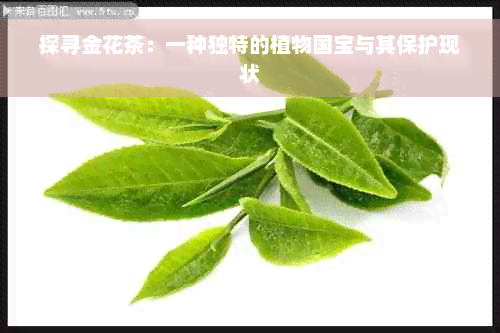 探寻金花茶：一种独特的植物国宝与其保护现状