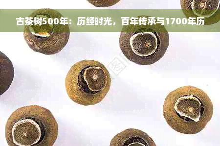 古茶树500年：历经时光，百年传承与1700年历