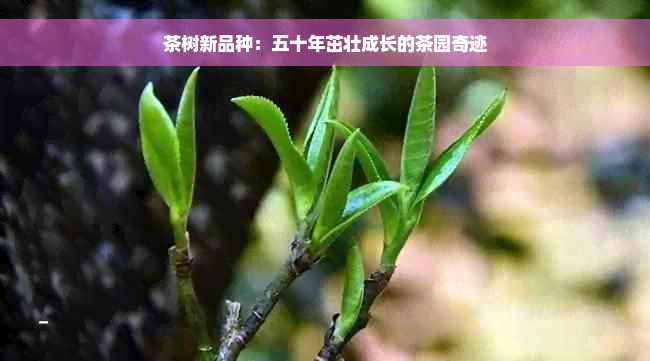 茶树新品种：五十年茁壮成长的茶园奇迹