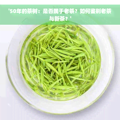 '50年的茶树：是否属于老茶？如何鉴别老茶与新茶？'