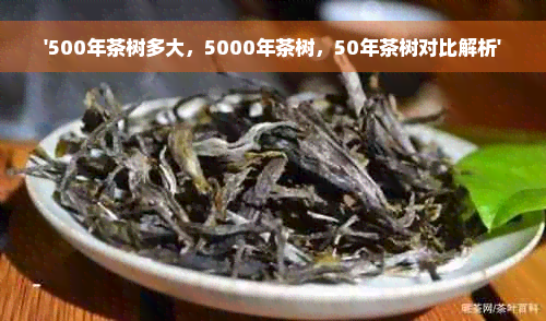 '500年茶树多大，5000年茶树，50年茶树对比解析'