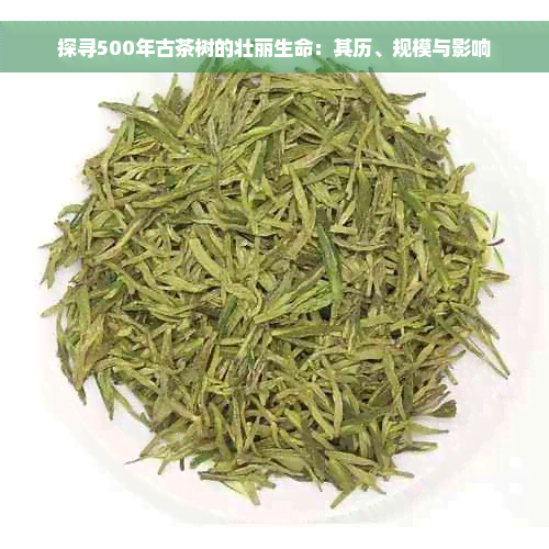 探寻500年古茶树的壮丽生命：其历、规模与影响