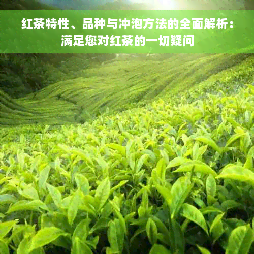 红茶特性、品种与冲泡方法的全面解析：满足您对红茶的一切疑问