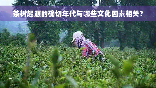 茶树起源的确切年代与哪些文化因素相关？