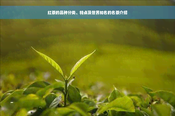 红茶的品种分类、特点及世界知名的名茶介绍