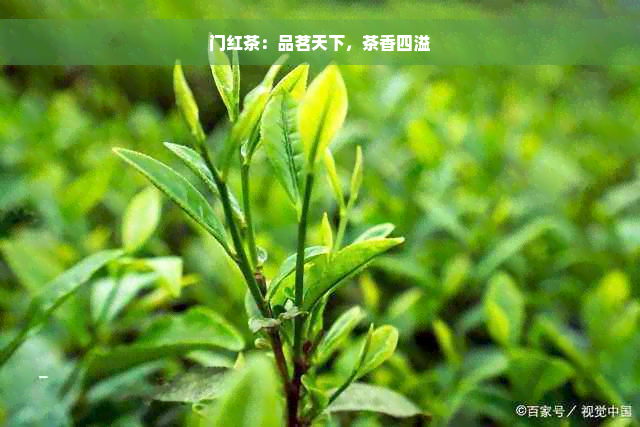 门红茶：品茗天下，茶香四溢