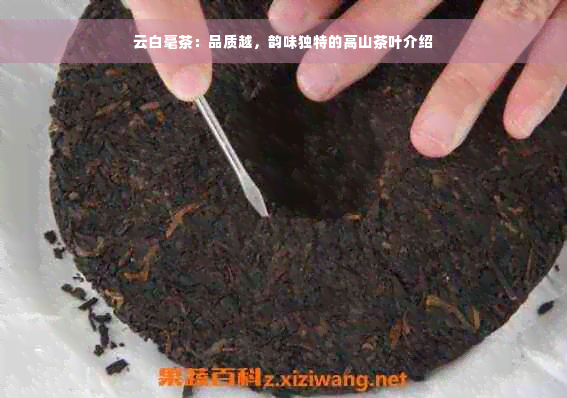 云白毫茶：品质越，韵味独特的高山茶叶介绍