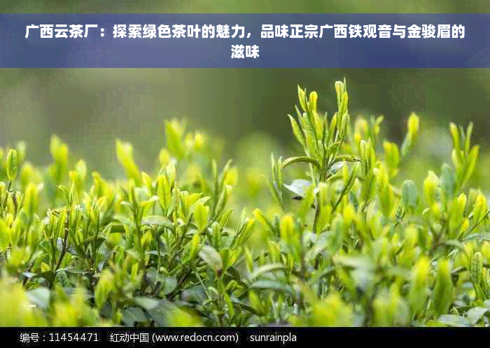 广西云茶厂：探索绿色茶叶的魅力，品味正宗广西铁观音与金骏眉的滋味