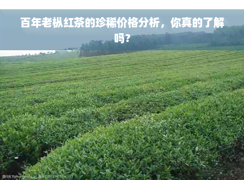 百年老枞红茶的珍稀价格分析，你真的了解吗？