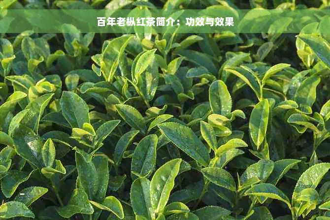 百年老枞红茶简介：功效与效果