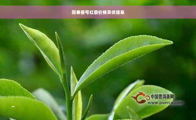 同春茶号红茶价格及优信息