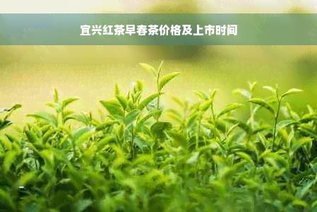 宜兴红茶早春茶价格及上市时间