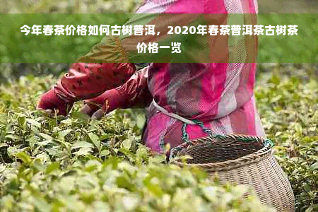 今年春茶价格如何古树普洱，2020年春茶普洱茶古树茶价格一览