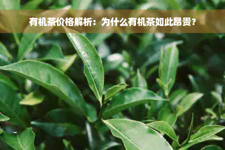 有机茶价格解析：为什么有机茶如此昂贵？