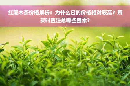 红灌木茶价格解析：为什么它的价格相对较高？购买时应注意哪些因素？