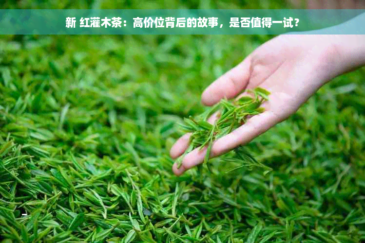 新 红灌木茶：高价位背后的故事，是否值得一试？