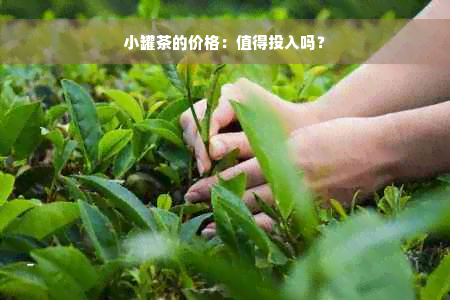 小罐茶的价格：值得投入吗？