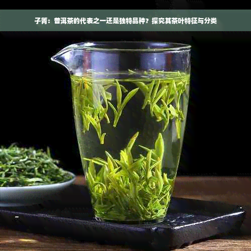 子箐：普洱茶的代表之一还是独特品种？探究其茶叶特征与分类