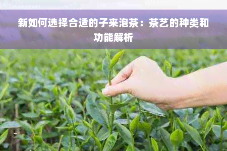 新如何选择合适的子来泡茶：茶艺的种类和功能解析