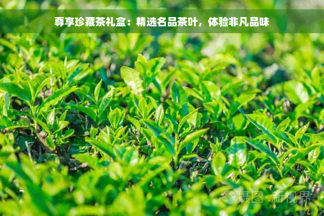 尊享珍藏茶礼盒：精选名品茶叶，体验非凡品味