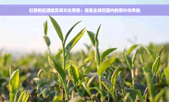 红茶的起源地及其文化背景：探索全球范围内的茶叶传承地