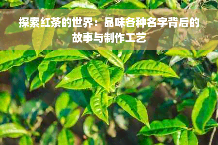 探索红茶的世界：品味各种名字背后的故事与制作工艺