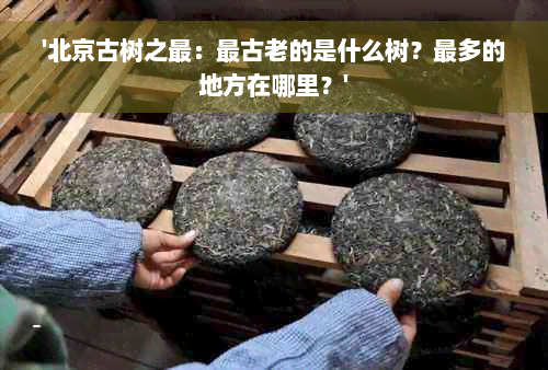 '北京古树之最：最古老的是什么树？最多的地方在哪里？'