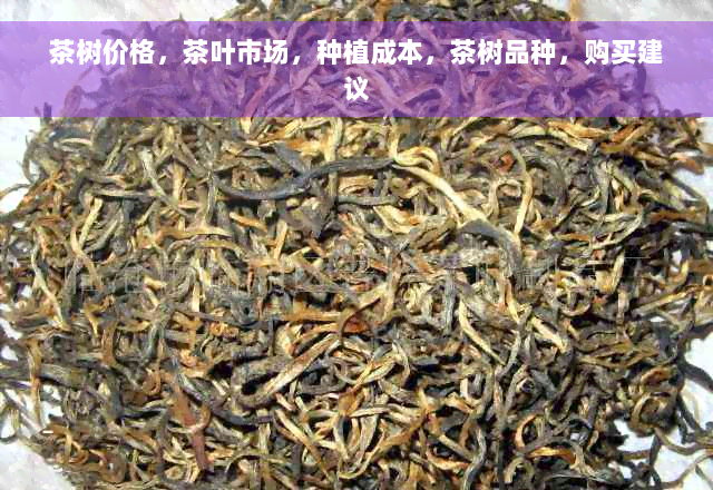 茶树价格，茶叶市场，种植成本，茶树品种，购买建议