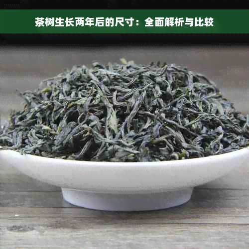 茶树生长两年后的尺寸：全面解析与比较