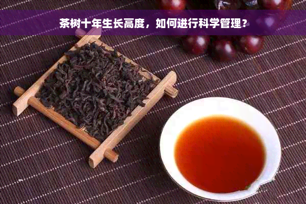 茶树十年生长高度，如何进行科学管理？