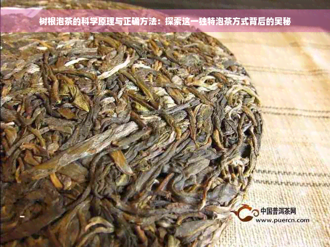 树根泡茶的科学原理与正确方法：探索这一独特泡茶方式背后的奥秘