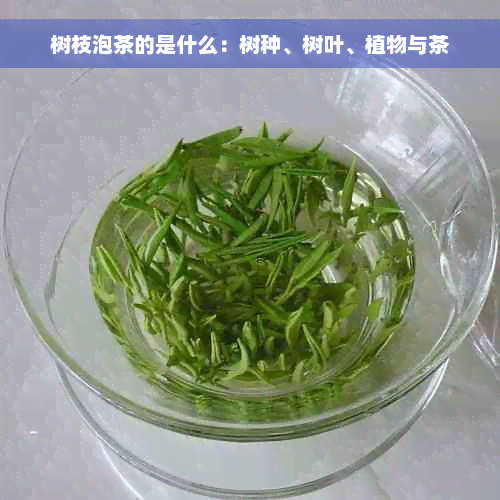 树枝泡茶的是什么：树种、树叶、植物与茶