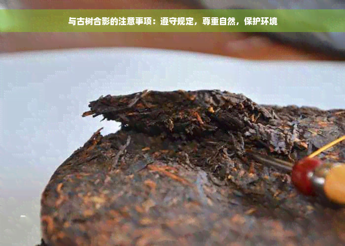 与古树合影的注意事项：遵守规定，尊重自然，保护环境