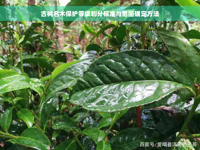 古树名木保护等级划分标准与范围确定方法