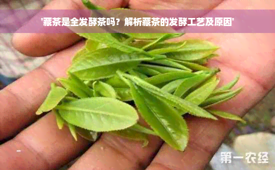 '藏茶是全发酵茶吗？解析藏茶的发酵工艺及原因'