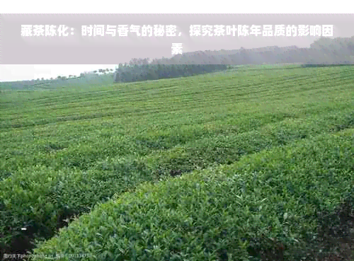 藏茶陈化：时间与香气的秘密，探究茶叶陈年品质的影响因素