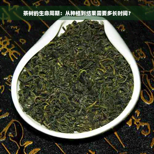 茶树的生命周期：从种植到结果需要多长时间？