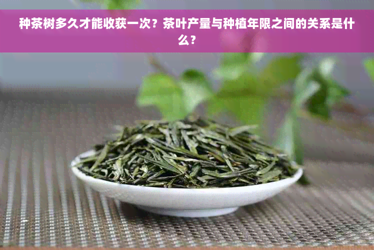 种茶树多久才能收获一次？茶叶产量与种植年限之间的关系是什么？