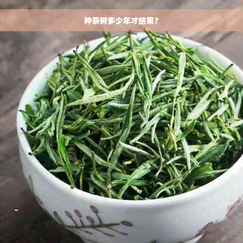 种茶树多少年才结果？