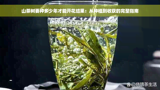 山茶树要种多少年才能开花结果：从种植到收获的完整指南