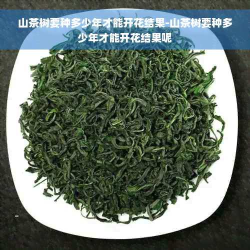 山茶树要种多少年才能开花结果-山茶树要种多少年才能开花结果呢