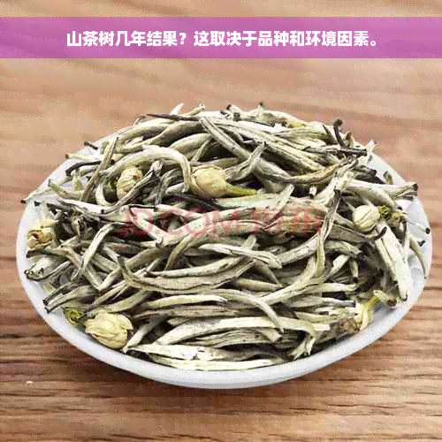 山茶树几年结果？这取决于品种和环境因素。