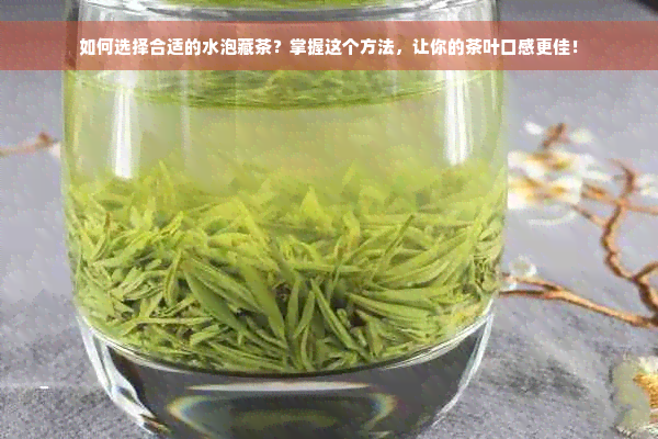 如何选择合适的水泡藏茶？掌握这个方法，让你的茶叶口感更佳！