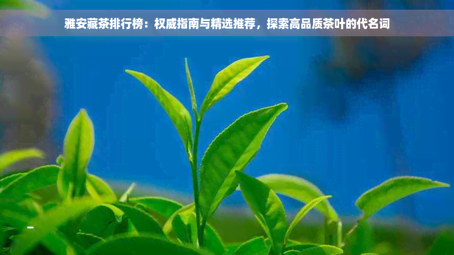 雅安藏茶排行榜：权威指南与精选推荐，探索高品质茶叶的代名词