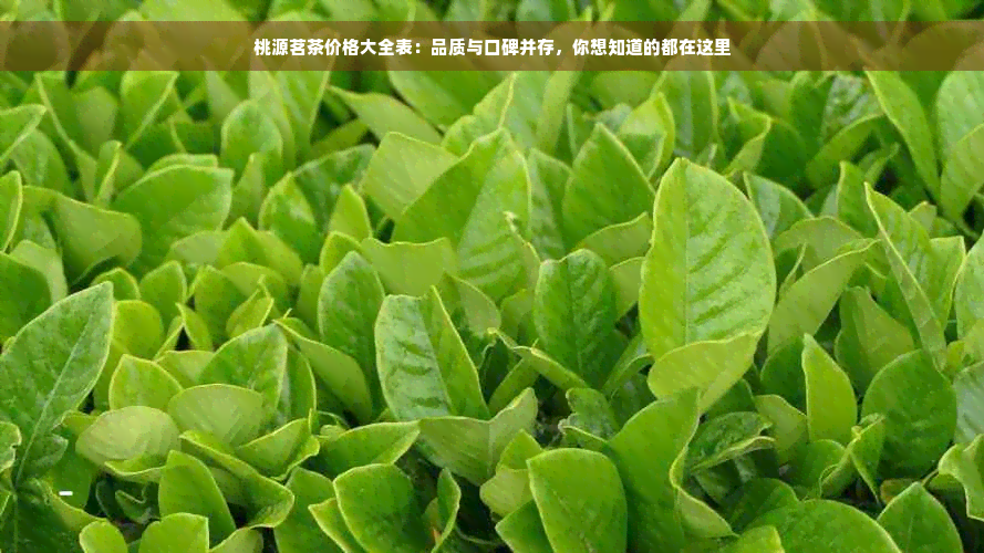 桃源茗茶价格大全表：品质与口碑并存，你想知道的都在这里